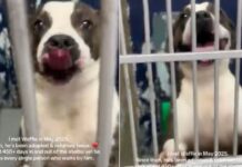 Human Learns Shelter Dog They Once Met Was Returned Twice but Still Refuses To Give up on Love Human Learns Shelter Dog They Once Met Was Returned Twice but Still Refuses To Give up on Love