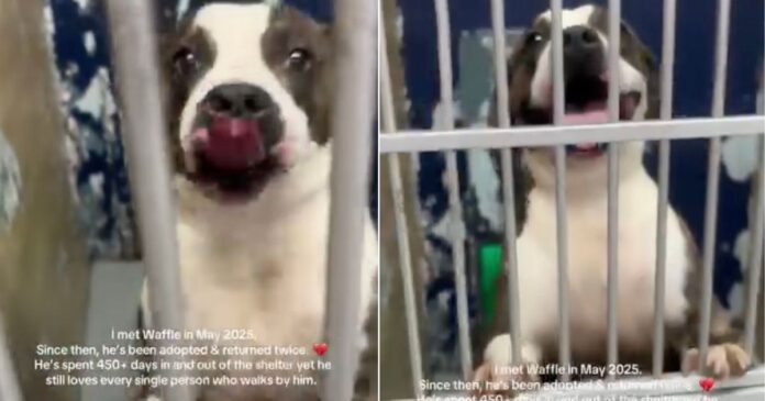 Human-Learns-Shelter-Dog-They-Once-Met-Was-Returned-Twice.jpg Human Learns Shelter Dog They Once Met Was Returned Twice but Still Refuses To Give up on Love