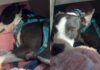 Human Learns Shelter Dog’s Behavior Is Reminder of the Life He Once Had With Someone He Loved Human Learns Shelter Dog’s Behavior Is Reminder of the Life He Once Had With Someone He Loved