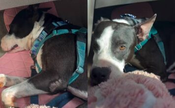 Human Learns Shelter Dog’s Behavior Is Reminder of the Life He Once Had With Someone He Loved Human Learns Shelter Dog’s Behavior Is Reminder of the Life He Once Had With Someone He Loved