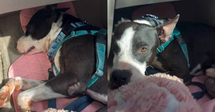 Human Learns Shelter Dog’s Behavior Is Reminder of the Life He Once Had With Someone He Loved