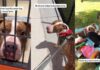 Human Meets Shelter Dog & Realizes He Deserves So Much More Than Being Told He’s ‘Too Old’ Human Meets Shelter Dog & Realizes He Deserves So Much More Than Being Told He’s ‘Too Old’