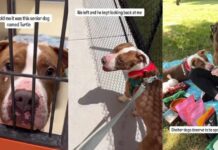 Human Meets Shelter Dog & Realizes He Deserves So Much More Than Being Told He’s ‘Too Old’ Human Meets Shelter Dog & Realizes He Deserves So Much More Than Being Told He’s ‘Too Old’