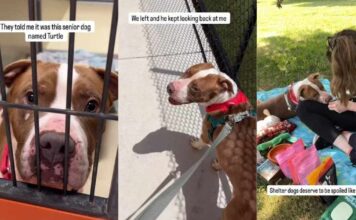 Human Meets Shelter Dog & Realizes He Deserves So Much More Than Being Told He’s ‘Too Old’ Human Meets Shelter Dog & Realizes He Deserves So Much More Than Being Told He’s ‘Too Old’