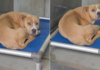 Human Visits Shelter Dog, Only To Find Her Shaking in Kennel She’ll Never Feel Enough In Human Visits Shelter Dog, Only To Find Her Shaking in Kennel She’ll Never Feel Enough In