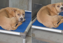 Human Visits Shelter Dog, Only To Find Her Shaking in Kennel She’ll Never Feel Enough In Human Visits Shelter Dog, Only To Find Her Shaking in Kennel She’ll Never Feel Enough In