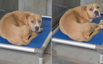 Human Visits Shelter Dog, Only To Find Her Shaking in Kennel She’ll Never Feel Enough In Human Visits Shelter Dog, Only To Find Her Shaking in Kennel She’ll Never Feel Enough In