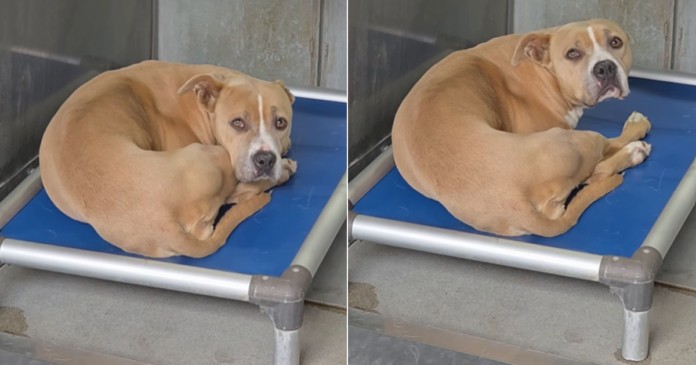 Human Visits Shelter Dog, Only To Find Her Shaking in Kennel She’ll Never Feel Enough In