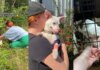 Humans Return for Stray Dog With Only Bushes as Shelter, Then the Unthinkable Happens Humans Return for Stray Dog With Only Bushes as Shelter, Then the Unthinkable Happens