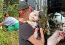 Humans Return for Stray Dog With Only Bushes as Shelter, Then the Unthinkable Happens Humans Return for Stray Dog With Only Bushes as Shelter, Then the Unthinkable Happens