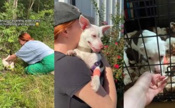 Humans Return for Stray Dog With Only Bushes as Shelter, Then the Unthinkable Happens Humans Return for Stray Dog With Only Bushes as Shelter, Then the Unthinkable Happens