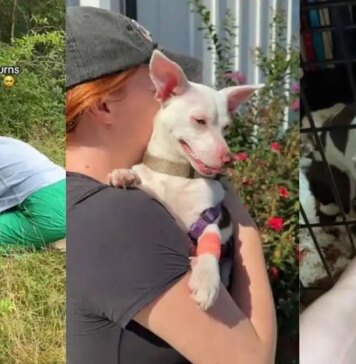 Humans Return for Stray Dog With Only Bushes as Shelter, Then the Unthinkable Happens Humans Return for Stray Dog With Only Bushes as Shelter, Then the Unthinkable Happens