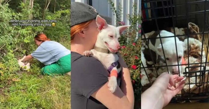Humans Return for Stray Dog With Only Bushes as Shelter, Then the Unthinkable Happens
