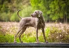 Hypertrophic Osteodystrophy vs. Panosteitis in Dogs Hypertrophic Osteodystrophy vs. Panosteitis in Dogs