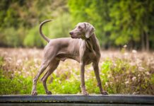 Hypertrophic Osteodystrophy vs. Panosteitis in Dogs Hypertrophic Osteodystrophy vs. Panosteitis in Dogs