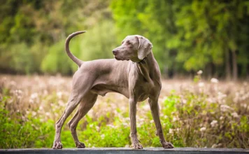 Hypertrophic Osteodystrophy vs. Panosteitis in Dogs Hypertrophic Osteodystrophy vs. Panosteitis in Dogs