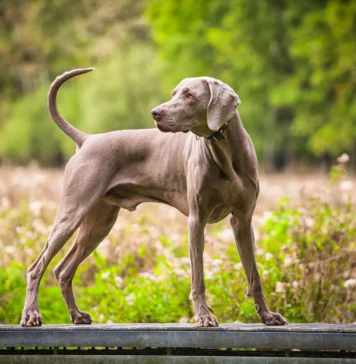 Hypertrophic Osteodystrophy vs. Panosteitis in Dogs Hypertrophic Osteodystrophy vs. Panosteitis in Dogs