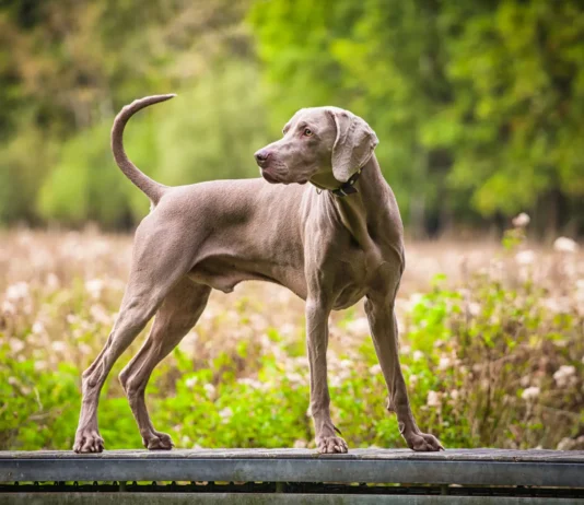 Hypertrophic Osteodystrophy vs. Panosteitis in Dogs Hypertrophic Osteodystrophy vs. Panosteitis in Dogs