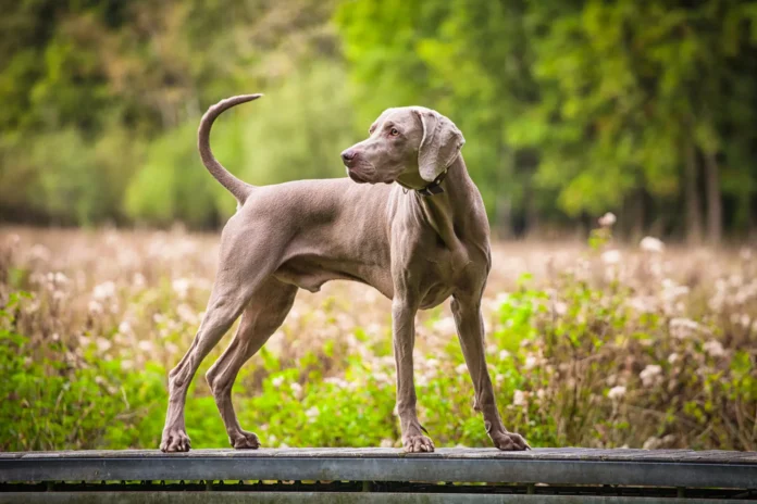 Hypertrophic Osteodystrophy vs. Panosteitis in Dogs