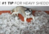 If Your Dog Sheds a Puppy Daily, They Probably Need This Nutrient In Their Diet If Your Dog Sheds a Puppy Daily, They Probably Need This Nutrient In Their Diet