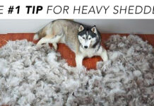 If Your Dog Sheds a Puppy Daily, They Probably Need This Nutrient In Their Diet If Your Dog Sheds a Puppy Daily, They Probably Need This Nutrient In Their Diet