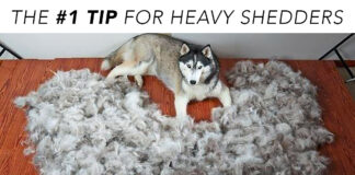 If Your Dog Sheds a Puppy Daily, They Probably Need This Nutrient In Their Diet