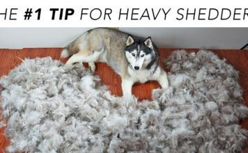 If Your Dog Sheds a Puppy Daily, They Probably Need This Nutrient In Their Diet If Your Dog Sheds a Puppy Daily, They Probably Need This Nutrient In Their Diet