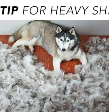 If Your Dog Sheds a Puppy Daily, They Probably Need This Nutrient In Their Diet If Your Dog Sheds a Puppy Daily, They Probably Need This Nutrient In Their Diet