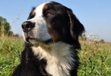Improve Your Bernese Mountain Dog’s Skin & Coat With This One Simple Hack Improve Your Bernese Mountain Dog's Skin & Coat With This One Simple Hack