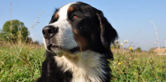 Improve Your Bernese Mountain Dog’s Skin & Coat With This One Simple Hack Improve Your Bernese Mountain Dog's Skin & Coat With This One Simple Hack
