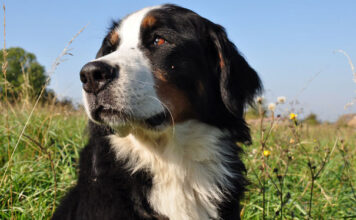 Improve Your Bernese Mountain Dog’s Skin & Coat With This One Simple Hack Improve Your Bernese Mountain Dog's Skin & Coat With This One Simple Hack