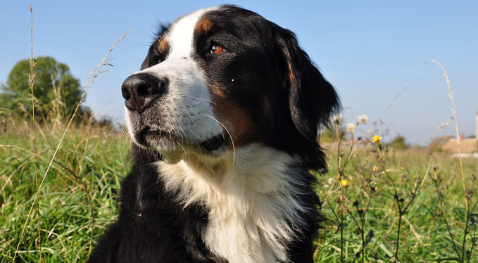 Improve-Your-Bernese-Mountain-Dogs-Skin-Coat-With-This.jpg Improve Your Bernese Mountain Dog's Skin & Coat With This One Simple Hack