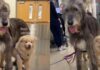 Introverted Shelter Puppy Finds Comfort in the Gentle Presence of Big Emotional Support Dog Introverted Shelter Puppy Finds Comfort in the Gentle Presence of Big Emotional Support Dog