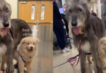 Introverted Shelter Puppy Finds Comfort in the Gentle Presence of Big Emotional Support Dog Introverted Shelter Puppy Finds Comfort in the Gentle Presence of Big Emotional Support Dog
