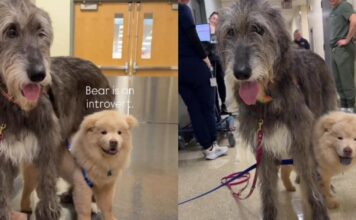 Introverted Shelter Puppy Finds Comfort in the Gentle Presence of Big Emotional Support Dog Introverted Shelter Puppy Finds Comfort in the Gentle Presence of Big Emotional Support Dog