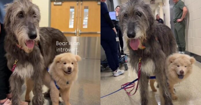 Introverted-Shelter-Puppy-Finds-Comfort-in-the-Gentle-Presence-of.jpg Introverted Shelter Puppy Finds Comfort in the Gentle Presence of Big Emotional Support Dog