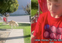 Little Boy Notices Disabled Dog’s Discomfort & What He Does Next Is Just Heartwarming Little Boy Notices Disabled Dog’s Discomfort & What He Does Next Is Just Heartwarming
