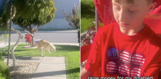 Little Boy Notices Disabled Dog’s Discomfort & What He Does Next Is Just Heartwarming Little Boy Notices Disabled Dog’s Discomfort & What He Does Next Is Just Heartwarming
