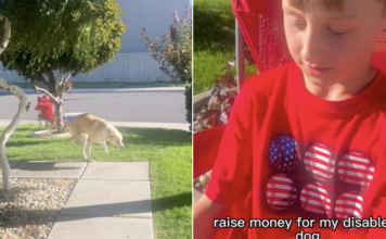 Little Boy Notices Disabled Dog’s Discomfort & What He Does Next Is Just Heartwarming Little Boy Notices Disabled Dog’s Discomfort & What He Does Next Is Just Heartwarming