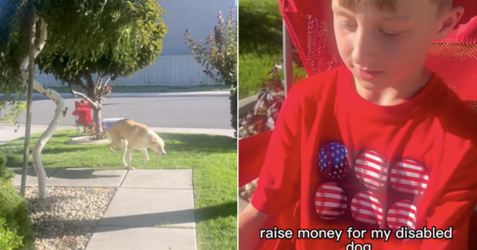 Little Boy Notices Disabled Dog’s Discomfort & What He Does Next Is Just Heartwarming