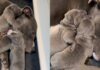 Mama Dog Lets Babies Cuddle on Top of Her Like a Safe Space, Knowing What They Need Most Mama Dog Lets Babies Cuddle on Top of Her Like a Safe Space, Knowing What They Need Most
