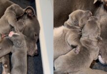 Mama Dog Lets Babies Cuddle on Top of Her Like a Safe Space, Knowing What They Need Most Mama Dog Lets Babies Cuddle on Top of Her Like a Safe Space, Knowing What They Need Most