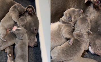 Mama Dog Lets Babies Cuddle on Top of Her Like a Safe Space, Knowing What They Need Most Mama Dog Lets Babies Cuddle on Top of Her Like a Safe Space, Knowing What They Need Most