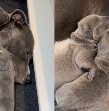 Mama Dog Lets Babies Cuddle on Top of Her Like a Safe Space, Knowing What They Need Most Mama Dog Lets Babies Cuddle on Top of Her Like a Safe Space, Knowing What They Need Most