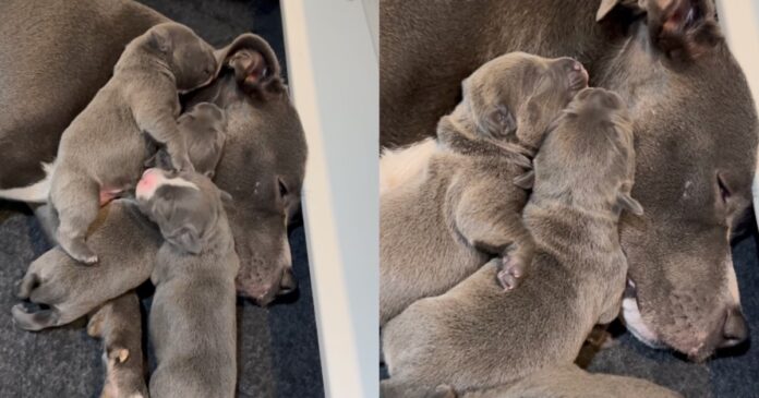 Mama-Dog-Lets-Babies-Cuddle-on-Top-of-Her-Like.jpg Mama Dog Lets Babies Cuddle on Top of Her Like a Safe Space, Knowing What They Need Most