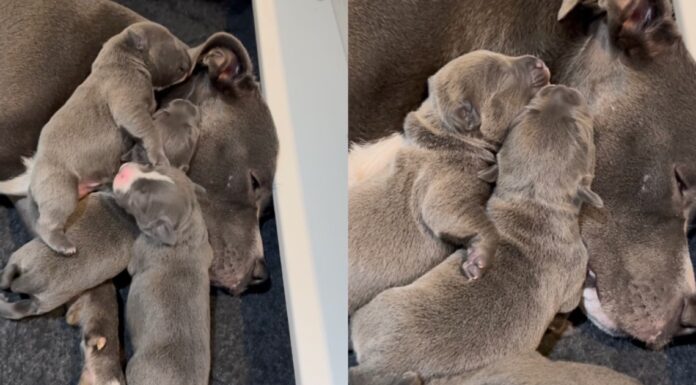 Mama Dog Lets Babies Cuddle on Top of Her Like a Safe Space, Knowing What They Need Most Mama Dog Lets Babies Cuddle on Top of Her Like a Safe Space, Knowing What They Need Most