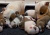 Mama Dog’s Little Babies Move Close to Her & Curl up Against Her Like It’s the Safest Place Mama Dog’s Little Babies Move Close to Her & Curl up Against Her Like It’s the Safest Place