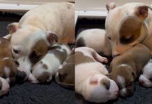 Mama Dog’s Little Babies Move Close to Her & Curl up Against Her Like It’s the Safest Place Mama Dog’s Little Babies Move Close to Her & Curl up Against Her Like It’s the Safest Place