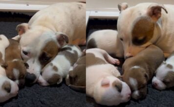 Mama Dog’s Little Babies Move Close to Her & Curl up Against Her Like It’s the Safest Place Mama Dog’s Little Babies Move Close to Her & Curl up Against Her Like It’s the Safest Place