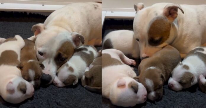Mama Dog’s Little Babies Move Close to Her & Curl up Against Her Like It’s the Safest Place